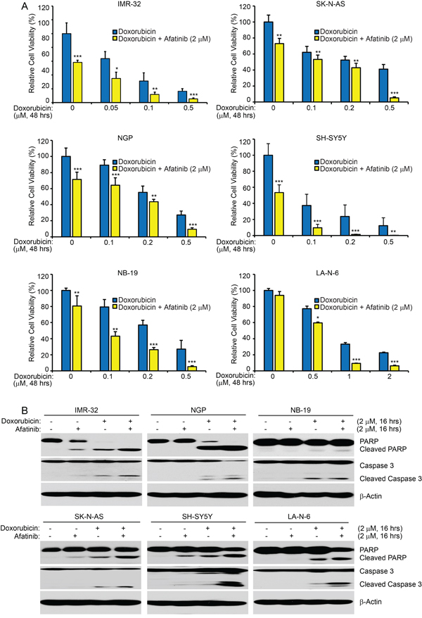 Afatinib enhances doxorubicin-induced cytotoxicity in NB cells.