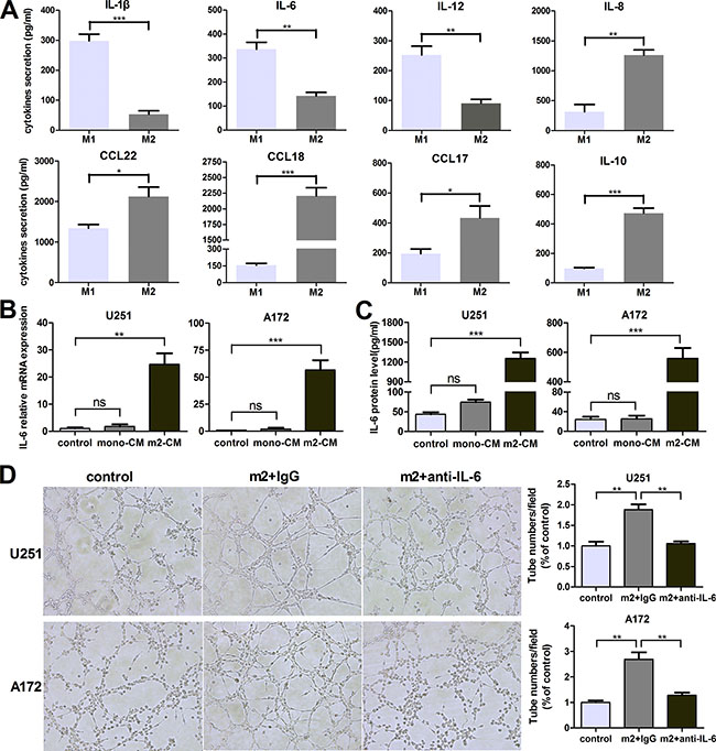 Monocyte-derived M2 macrophages also induce VM promotion via IL-6 amplification in glioma cells.