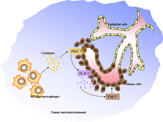The schematic diagram depicting M2-like tumor-associated macrophages driving VM formation through amplification of IL-6 expression in glioma cells via PKC signaling.
