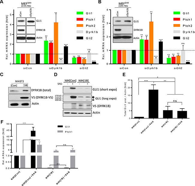Differential effects of DYRK1B on Hh/GLI signaling.