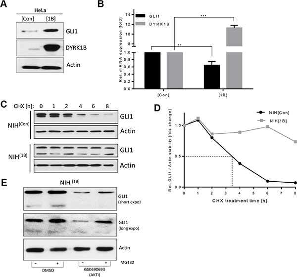 DYRK1B promotes non-canonical GLI1 stabilization.
