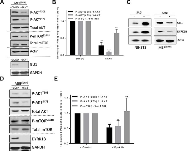 DYRK1B contributes to Hh-induced phosphorylation reactions.