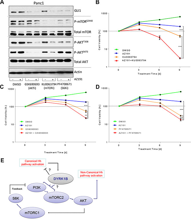 Improving the therapeutic targeting of DYRK1B.