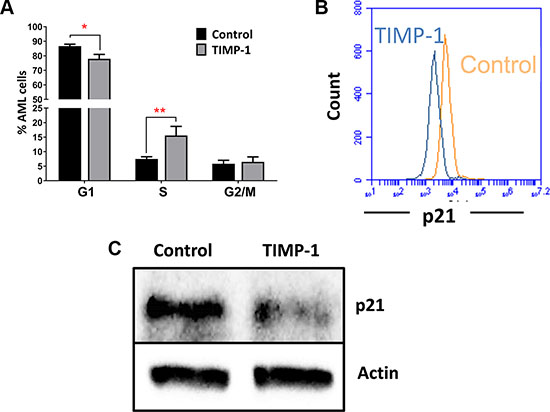 TIMP-1 promotes cell cycle of leukemic blasts.
