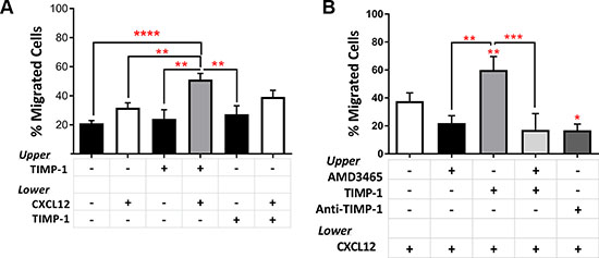 Pre-treatment with TIMP-1 significantly promotes migration of AML cells.