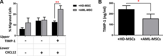 TIMP-1&#x2019;s effects on BM microenvironment: TIMP-1 significantly promotes migration of AML-derived leukemic cells after co-culture with AML MSCs.