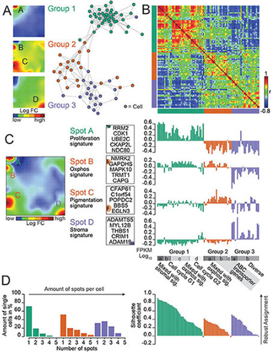 Dissecting heterogeneity in a BRAF/NRAS wild type patient-derived melanoma culture revealed by single-cell RNA-seq.