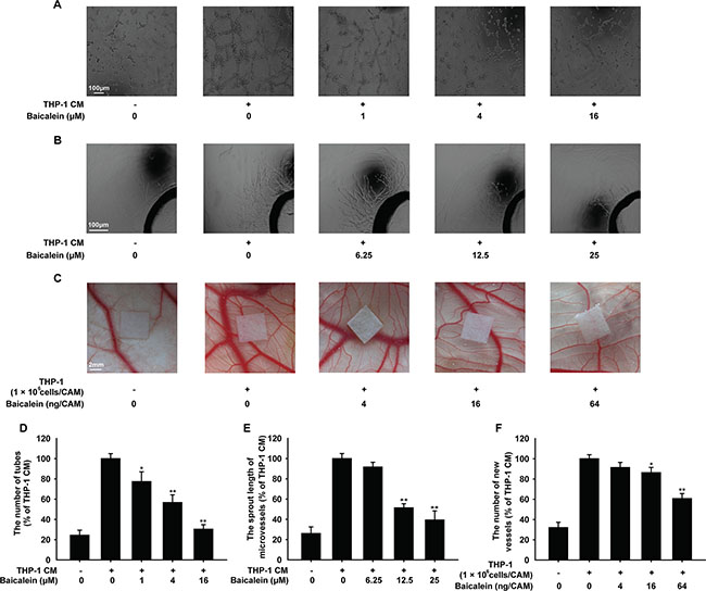 Effects of baicalein on THP-1 CM-induced angiogenesis in vitro and ex vivo.