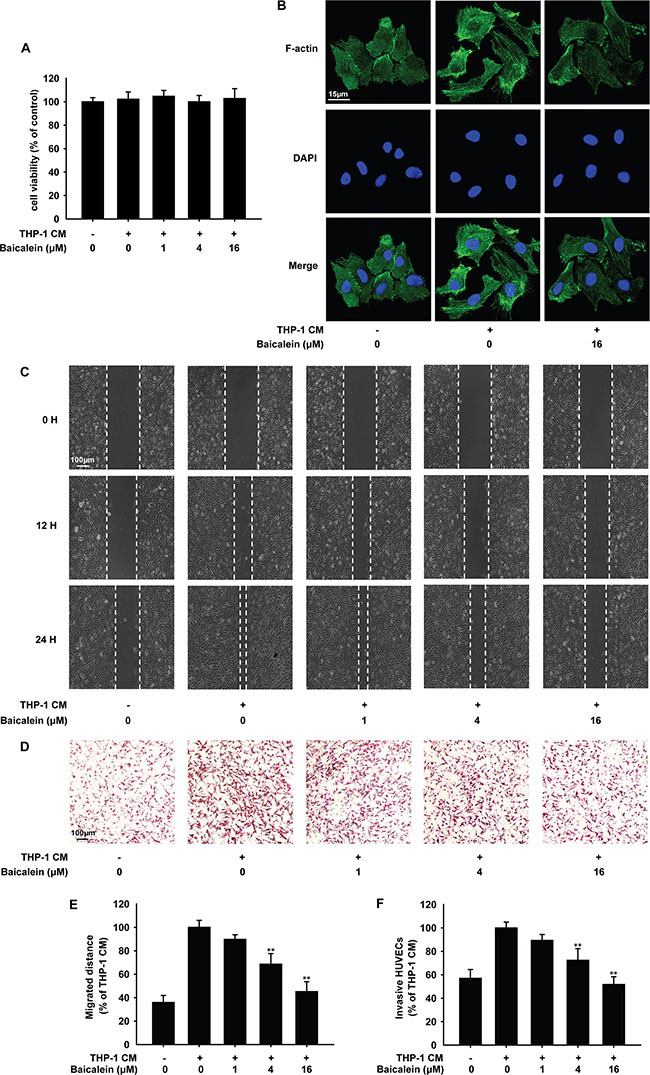 Effects of baicalein on THP-1 CM induced cytoskeleton remodeling and migration of HUVECs.
