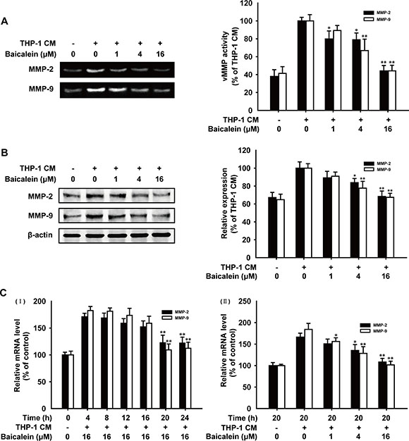 Effects of baicalein on the activity and expression of MMP-2 and MMP-9 in THP-1 CM-stimulated HUVECs.
