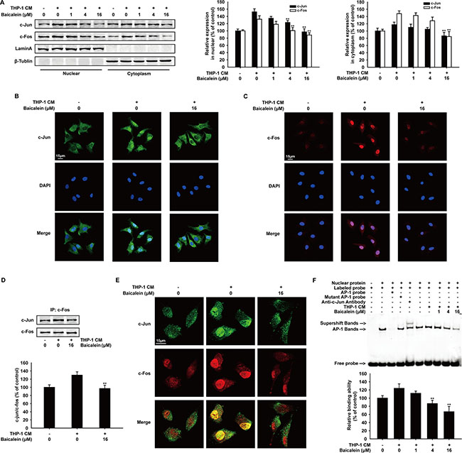 Effects of baicalein on THP-1 CM-induced nuclear tanslocation, dimer formation and binding activity with exogenous consensus DNA oligonucleotide of AP-1.