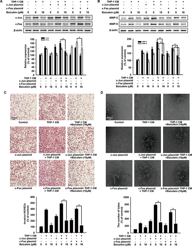 Effects of baicalein on angiogenesis after HUVECs were transfected with AP-1 plasmid.