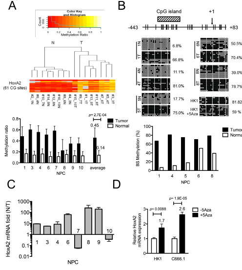 Identification of the HOXA2 gene as differentially methylated in NPC.