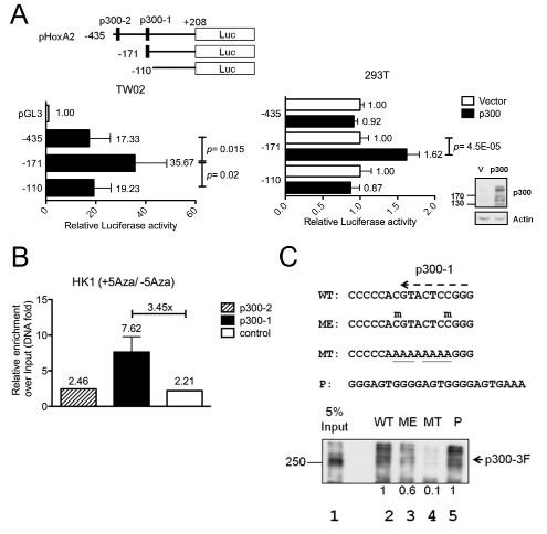 Methylation inhibits HOXA2 promoter activity by impairing binding of the transcription activator, p300.
