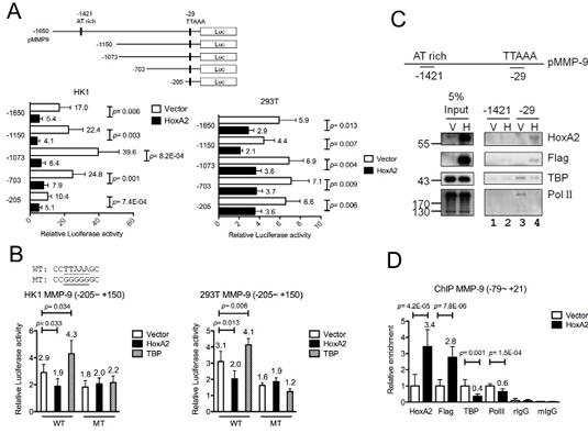 Direct binding of HOXA2 to the MMP-9 TATA box region interferes with the TBP-mediated activation of MMP-9.