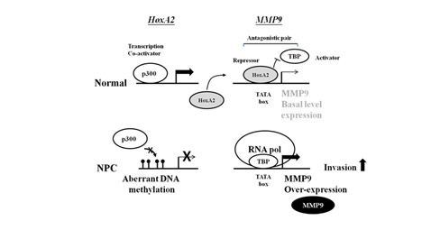 Schematic model of silencing of the transcription repressor HOXA2 by aberrant hypermethylation enhances invasion via MMP-9 activation in NPC.