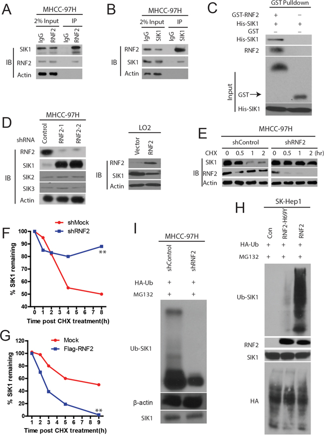 RNF2 is a E3 ligase of SIK1 and ubiquitinates SIK1.