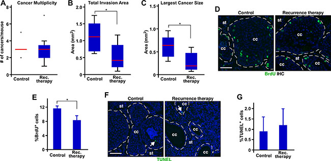 MPA decreases the size of recurrent cervical cancer by inhibiting proliferation.