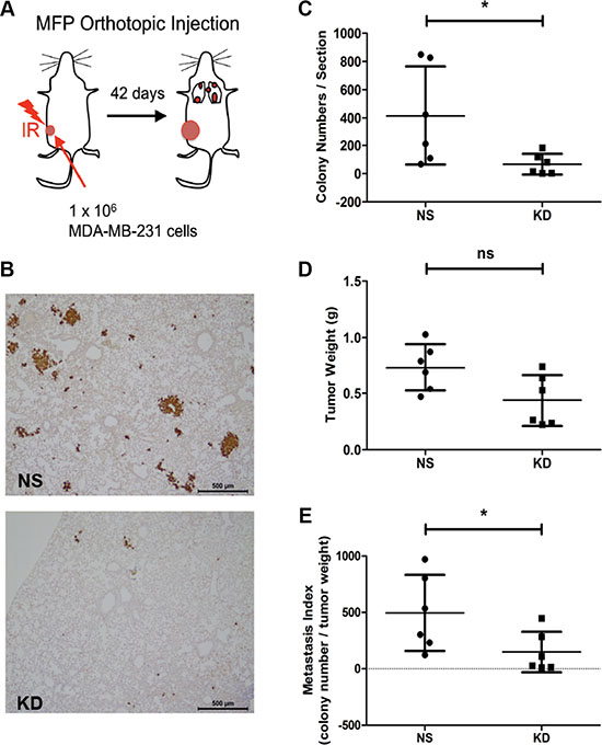 Silencing CYR61 in MDA-MB-231 tumors grown in pre-irradiated mammary fat pads reduces spontaneous lung metastasis formation.