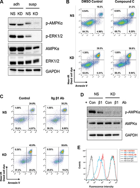 CYR61 suppresses MDA-MB-231 anoikis partially through &#x03B2;1 integrin and AMPK&#x03B1; activation.