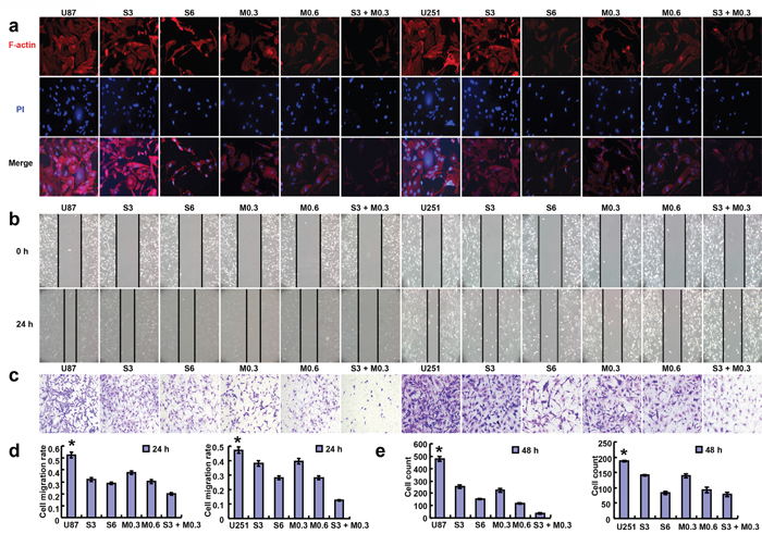 Effects of SAHA or/and MG132 on the migration and invasion of glioma cells.