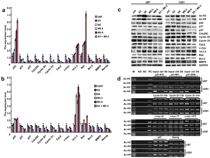 The mRNA and protein expression of gliomas cells treated with SAHA or/and MG132.