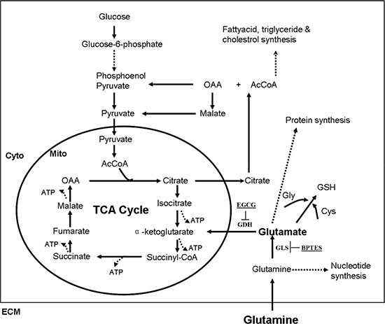 Simplified schematic of glutamine metabolism.