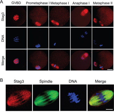 Localization of Stag3 during mouse oocyte meiotic maturation.