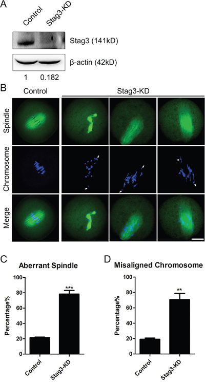 Effects of Stag3 depletion on the spindle formation and chromosome alignment in mouse oocytes.
