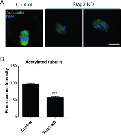 Effects of Stag3 depletion on the acetylated level of &#x03B1;-tubulin in mouse oocytes.