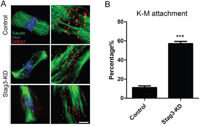 Effects of Stag3 depletion on the kinetochore-microtubule attachment in mouse oocytes.