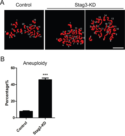 Effects of Stag3 depletion on the generation of aneuploidy in mouse eggs.