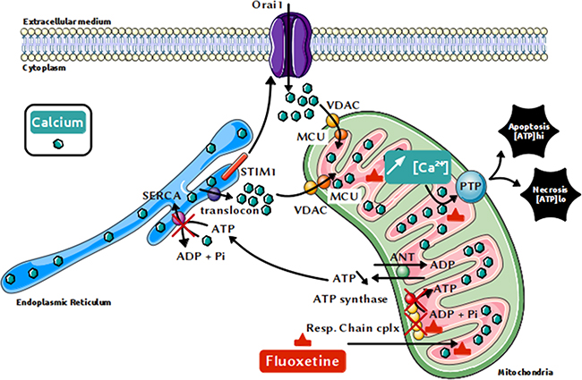 Proposed mechanism for the fluoxetine-induced increase in [Ca2&#x002B;]cyt and cell death.