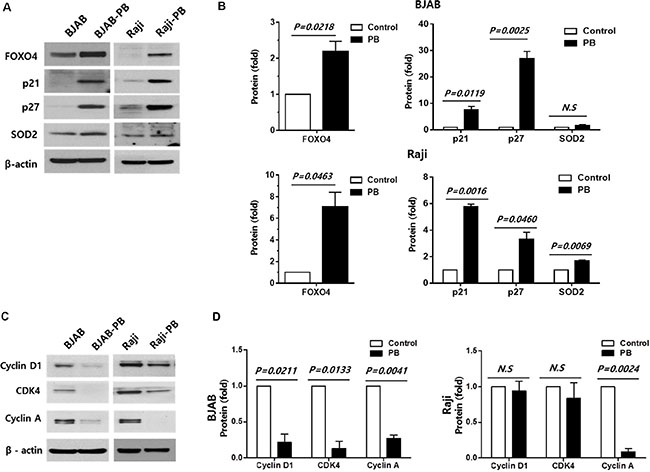 Effect of FOXO4 on the expression of target proteins in phenylbutyrate treated-surviving cells.