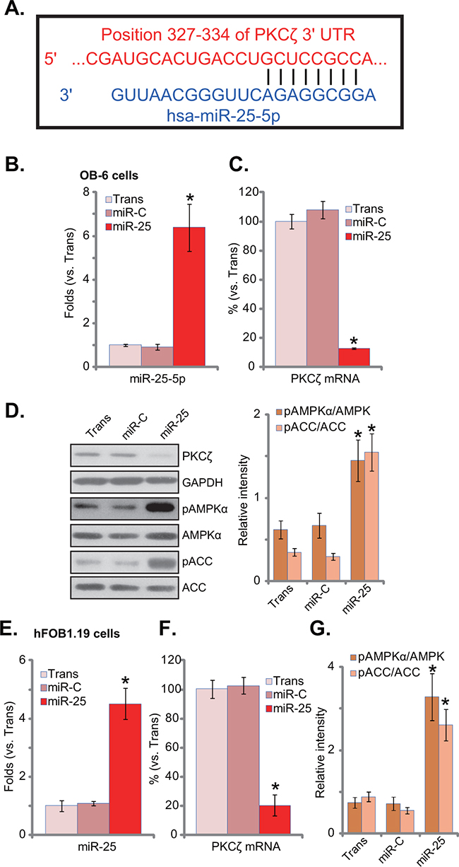 microRNA-25 downregulates PKC&#x03B6; and activates AMPK signaling in human osteoblastic cells.