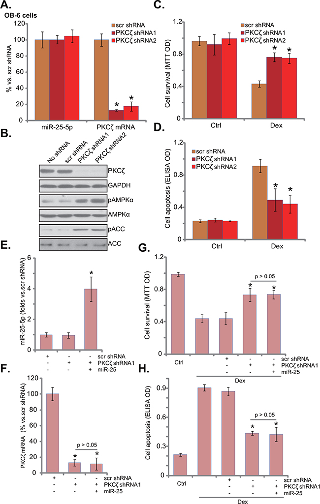 PKC&#x03B6; knockdown activates AMPK and protects human osteoblastic cells from Dex.