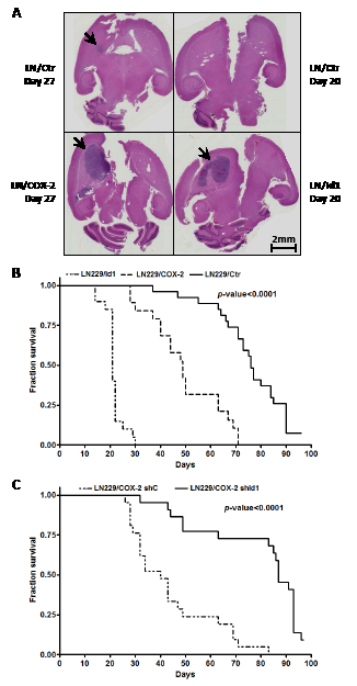 Intracranial tumor growth is enhanced by COX-2 and Id1.