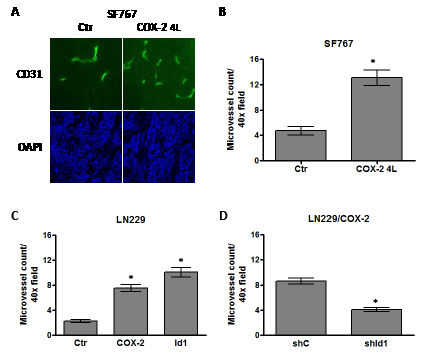 COX-2 overexpression increases microvessel density through Id1.