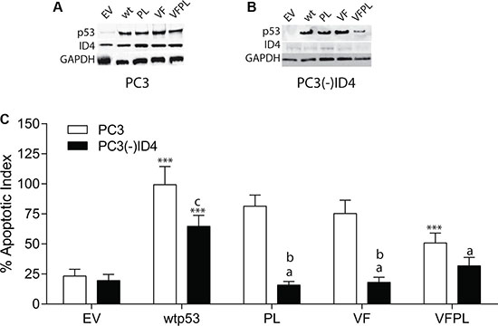 Stable knockdown of ID4 by retroviral shRNA in PC3 cells and expression of wild type and mutant p53.