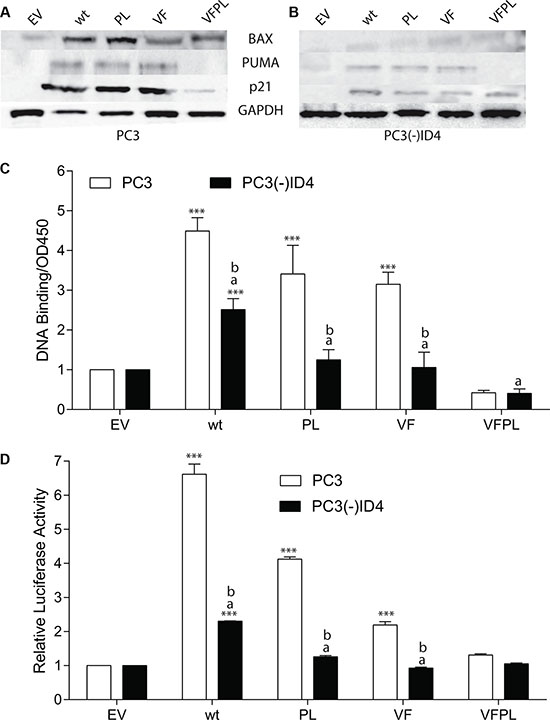 ID4 regulates expression of p53 targets genes.