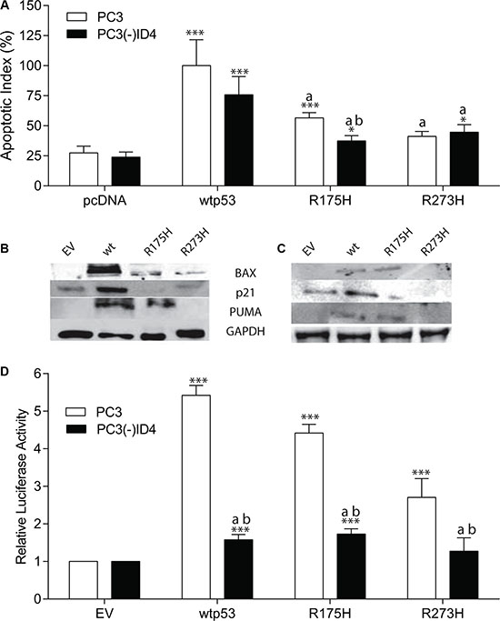 The p53 Hotspot mutants promotes apoptosis in an ID4 dependent manner.