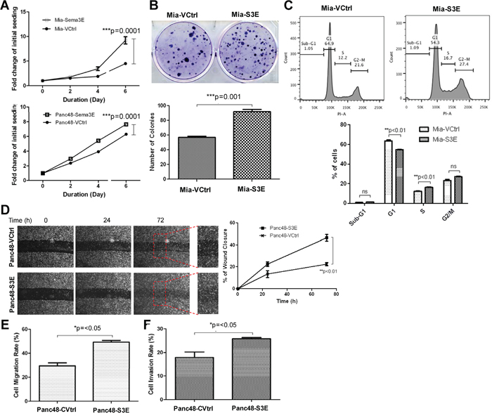 Overexpression of Sema3E in PDAC cell lines increases cell growth, proliferation and clonogenic potential, as well as cell migration.