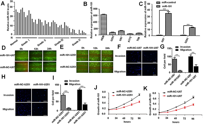 Overexpression of miR-101 inhibits glioma cell invasion, migration, and proliferation in vitro.