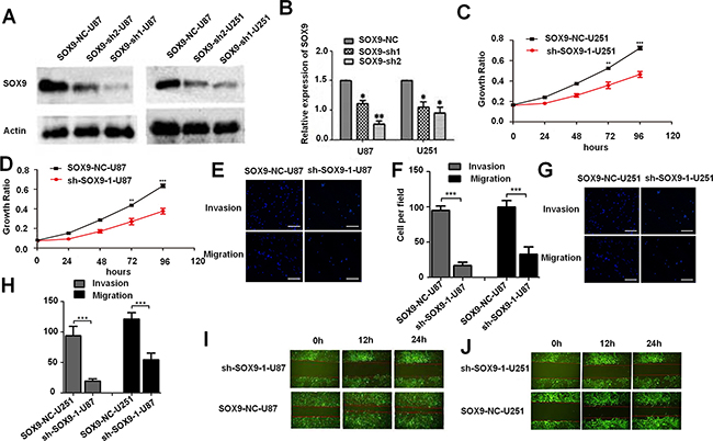 The tumor suppressing function of SOX9 in vitro and in vivo.