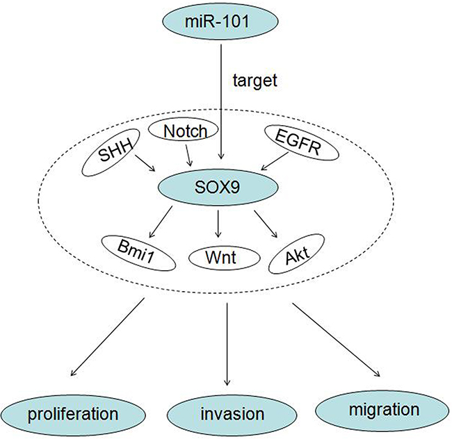 A working model of miR-101 inhibits glioma cell proliferation, invasion and migration by targeting SOX9.
