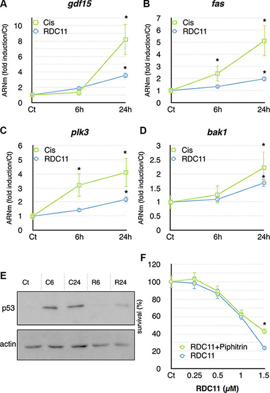 mRNA levels of gdf15 (A), fas (B), plk3 (C) and bak1 (D) were assayed in cancer cells by RT-qPCR.