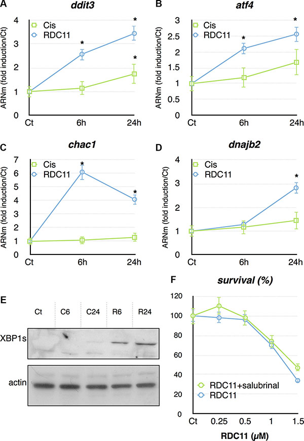 mRNA levels of ddit3 (A), atf4 (B), chac1 (C) and dnajb2 (D) were assayed in cancer cells by RT-qPCR.