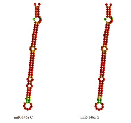 Sequence variations in the miR-146a can translate into structural alterations.