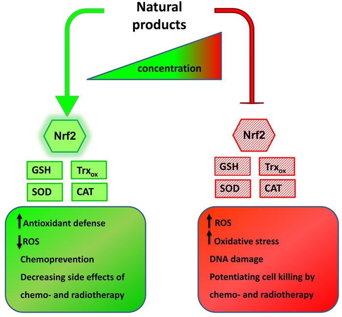 Natural products action on cellular antioxidants is concentration-dependent.