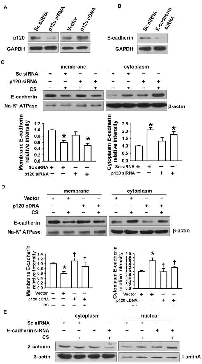 The regulatory role of p120 in E-cadherin endocytosis-induced &#x3b2;-catenin nuclear translocation.